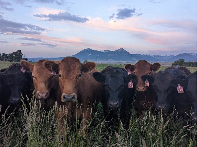 Row of cows with mountains in the distance