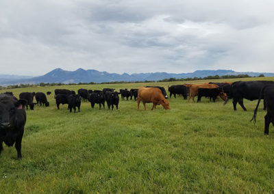 Beautiful summer day, grassfed beef, Princess Beef, Colorado