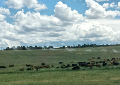 Mother cow herd grazing, grassfed beef, Princess Beef, Colorado