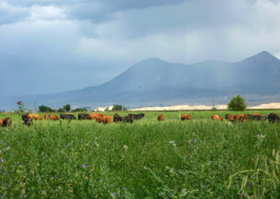 Grazing cows, grassfed beef, Princess Beef, Colorado