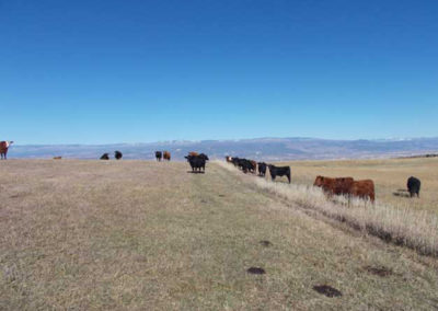 Low stress weaning, across the fence weaning, grassfed beef, Princess Beef, Colorado