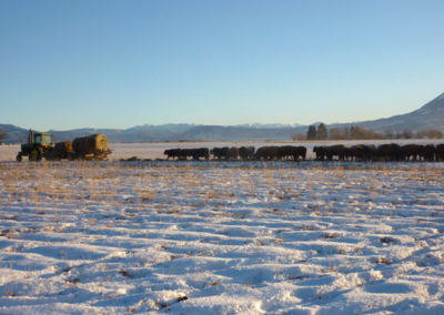 Feeding yearlings, winter, grassfed beef, Princess Beef, Colorado