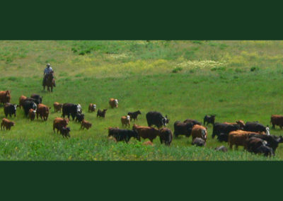 Bringing the cows in, grassfed beef, Princess Beef, Colorado