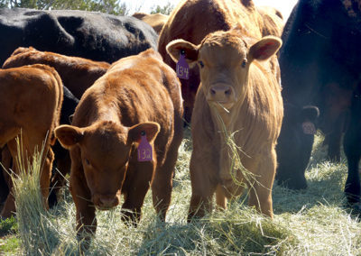 Spring calves, grassfed beef, Princess Beef, Colorado