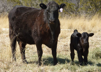 Mother with calf, grassfed beef, Princess Beef, Colorado