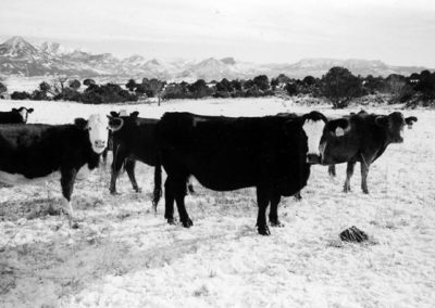 Princess the Cow, grassfed beef, Princess Beef, Colorado