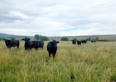 grazing cows, grassfed beef, Princess Beef, Colorado