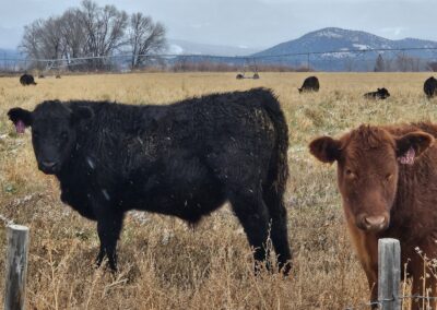A black and a brown cow in a wintery pasture with mountains in the background