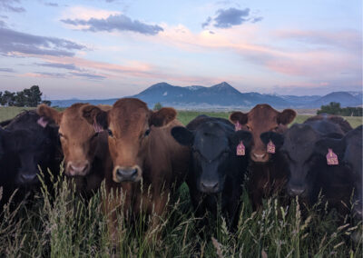 Row of cows with mountains in the distance
